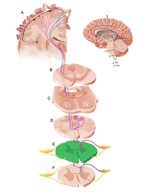 Cervical part of spinal cord (#12082)