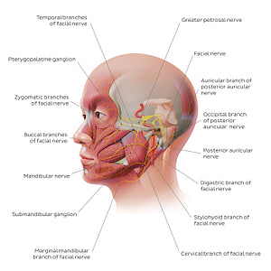 Facial nerve: extracranial branches (English)