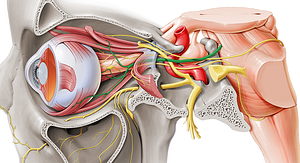 Oculomotor nerve (#6621)