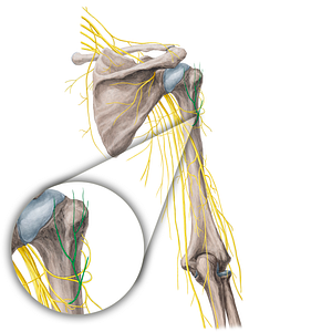 Superior lateral brachial cutaneous nerve (#21756)