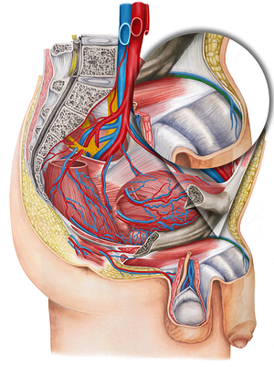Dorsal artery of penis (#1114)