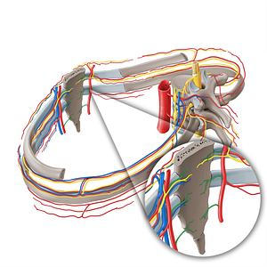 Sternal branches of internal thoracic artery (#8569)