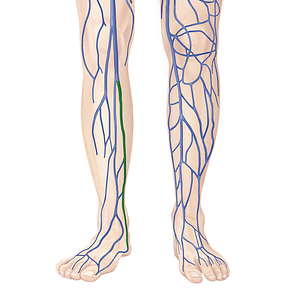 Posterior tibial vein (#10657)