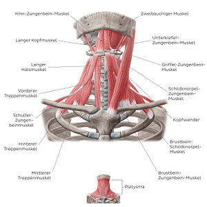 Muscles of the anterior neck (German)