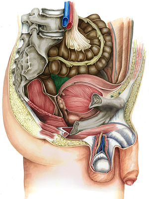 Rectovesical pouch (#3426)