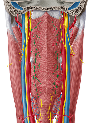 Glossopharyngeal nerve (#6432)