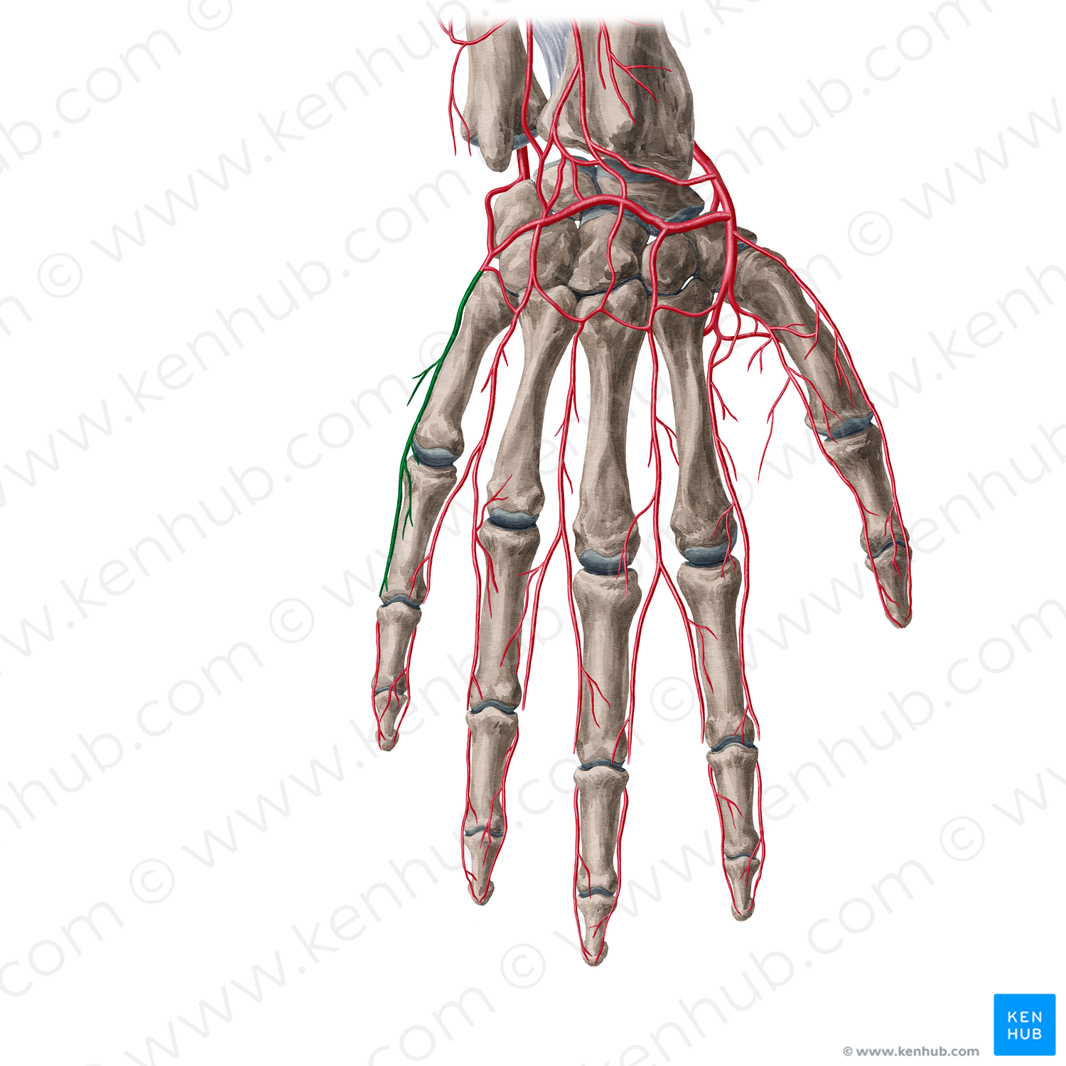 Dorsal Digital Artery Of Little Finger (#20597) – Kenhub Image License ...