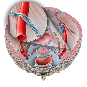 Ovarian artery (#1576)