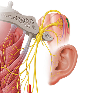 Posterior nucleus of vagus nerve (#7189)