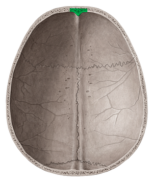 Frontal crest (#3091)