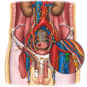 Deep inguinal lymph nodes (#7032)