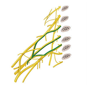 Thoracodorsal nerve (#6811)