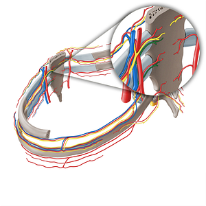 Sternal branches of internal thoracic vein (#19731)