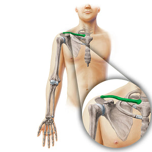 Clavicle (#19858)