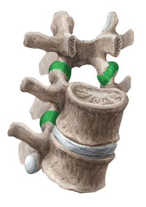 Articular capsule of zygapophyseal joint (#2358)