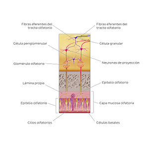 Olfactory nerve (olfactory organ and bulb) (Spanish)