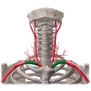 Subclavian artery (#19906)