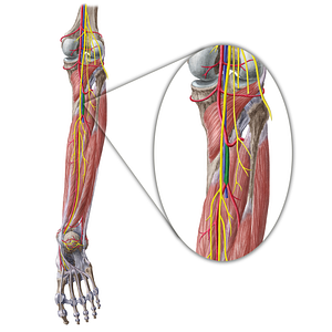 Tibiofibular trunk (#11849)