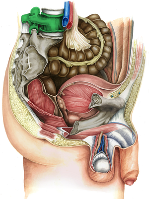 Vertebra L5 (#10766)