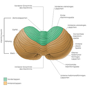 Cerebellum - Superior view (German)