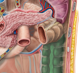 Descending colon (#2734)