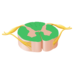 White matter (#20756)