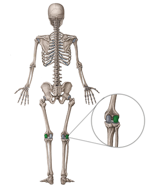 Lateral condyle of femur (#2815)