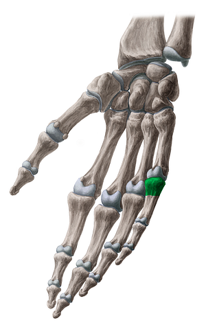Base of proximal phalanx of 5th finger (#2196)