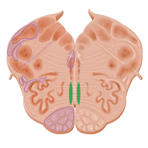 Medial lemniscus (#10957)