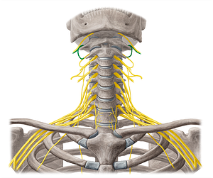 Spinal nerve C1 (#6752)