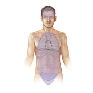 Pericardial cavity (#11700)
