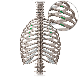 Angle of 3rd-6th ribs (#640)