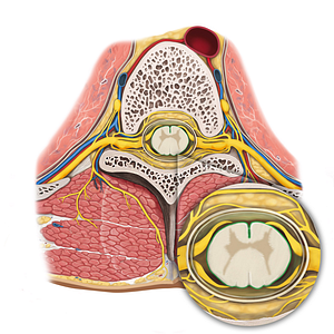 Pia mater of spinal cord (#7937)