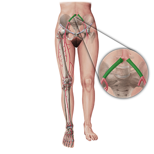 Common iliac artery (#19399)