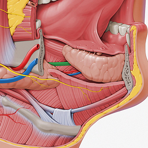 Submandibular duct (#13989)