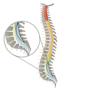Spinal nerve S5 (#16135)