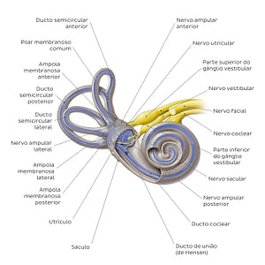 Membranous labyrinth (Portuguese)