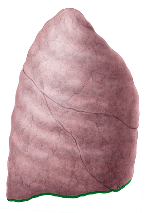 Inferior border of lung (#21468)