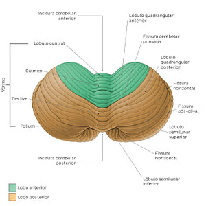 Cerebellum - Superior view (Portuguese)