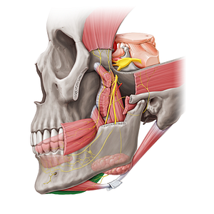 Mylohyoid muscle (#20477)