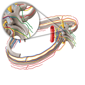 Medial dorsal cutaneous branch of posterior intercostal artery (#8654)