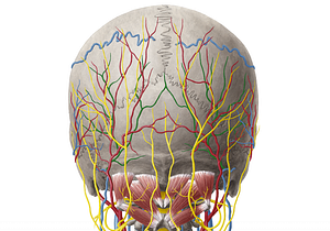 Occipital vein (#10441)