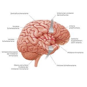 Arteries of the brain - Lateral view (German)