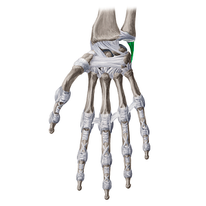 Ulnar collateral ligament of wrist joint (#4486)