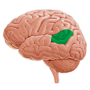 Wernicke's area (#21192)