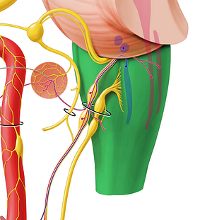 Medulla oblongata (#5003)