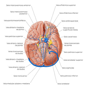 Veins of the brainstem and cerebellum - Basal view (Portuguese)