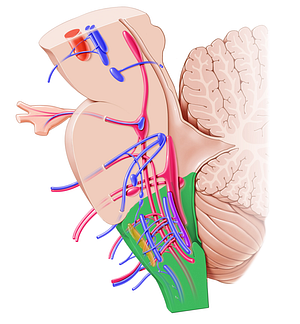 Medulla oblongata (#5000)