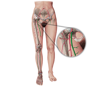 Femoral artery (#19402)