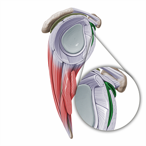 Subtendinous bursa of subscapularis muscle (#16275)